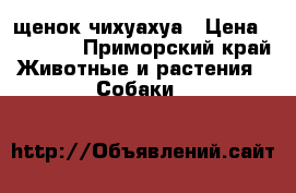 щенок чихуахуа › Цена ­ 13 000 - Приморский край Животные и растения » Собаки   